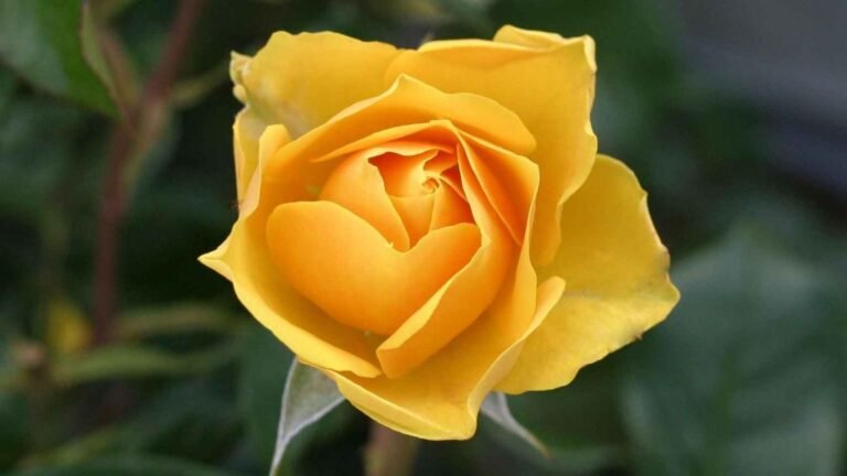El significado detrás del color amarillo en las flores: descubre su simbolismo en la jardinería
