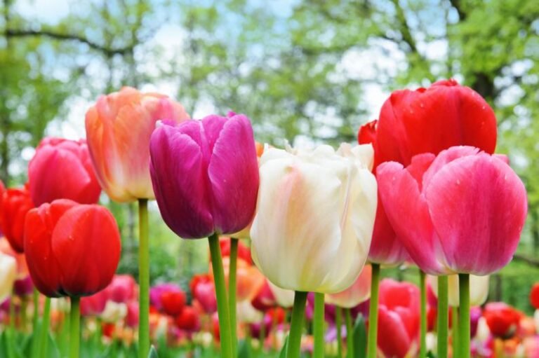 El significado detrás del regalo de un tulipán en la jardinería: descúbrelo aquí