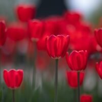 el-significado-detras-del-tulipan-rojo-en-la-jardineria-descubre-su-simbolismo-y-como-cultivarlos