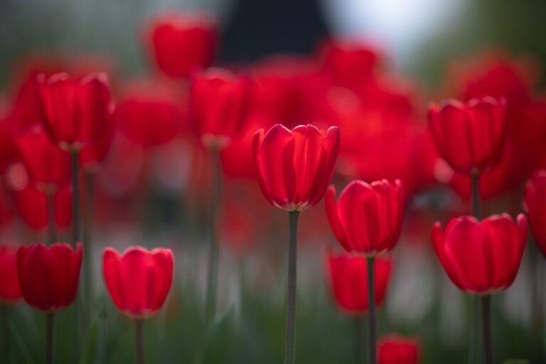 El significado detrás del tulipán rojo en la jardinería: descubre su simbolismo y cómo cultivarlos