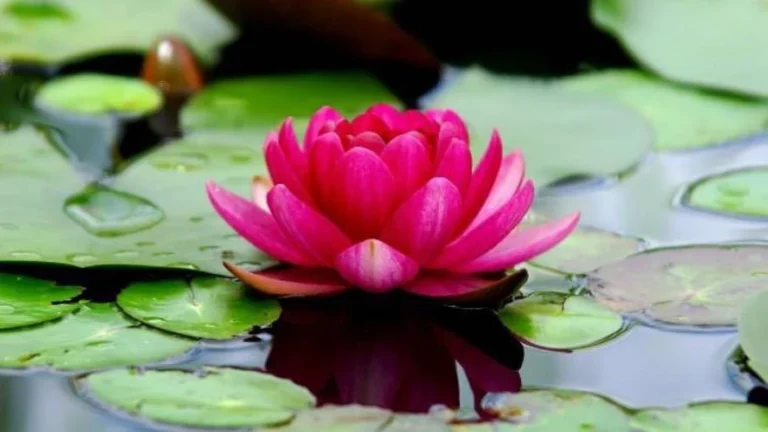 El simbolismo de la flor de loto en el amor: descubre su significado y cómo cultivarla en tu jardín