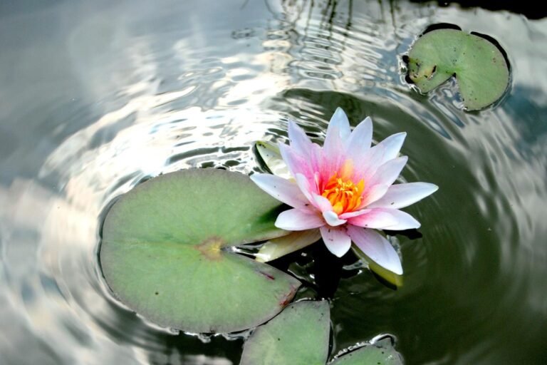 El simbolismo de la flor de loto en la mujer: descubre su significado en la jardinería