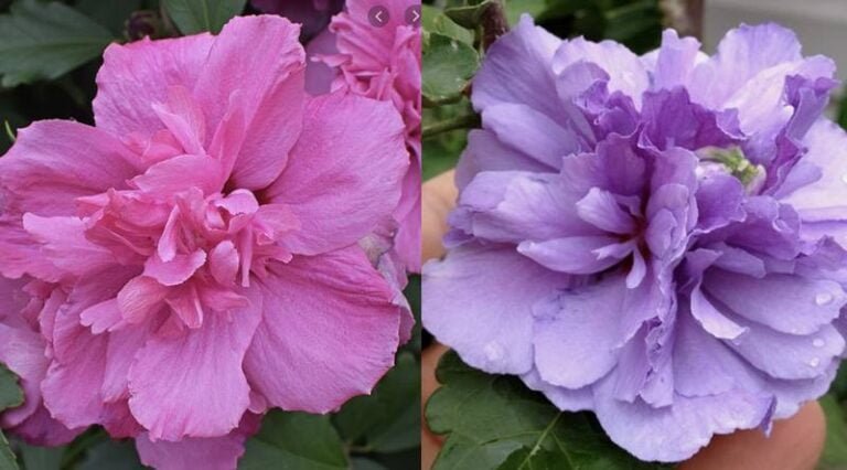 El simbolismo de la rosa en la Biblia y cómo cultivar esta flor en tu jardín