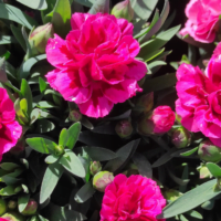 El simbolismo de la rosa en la jardinería: significados culturales y usos en la decoración