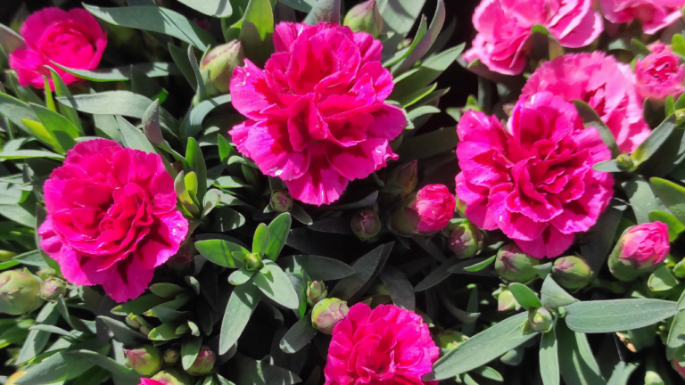 El simbolismo de la rosa en la jardinería: significados culturales y usos en la decoración