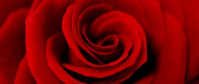 El simbolismo de la rosa en la mujer y cómo cultivar esta flor en tu jardín