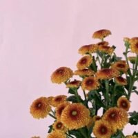 el-simbolismo-detras-de-los-crisantemos-amarillos-como-regalo-en-la-jardineria