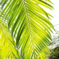 el-sol-sobre-las-hojas-de-palmera-verde-tropical-enormes-verdes-que-abanican-formando-follaje-exuberante-coco-brillante-palma-219702159