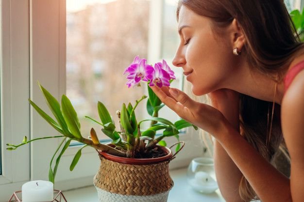 Elimina el mal olor de tus lirios con estos consejos de jardinería