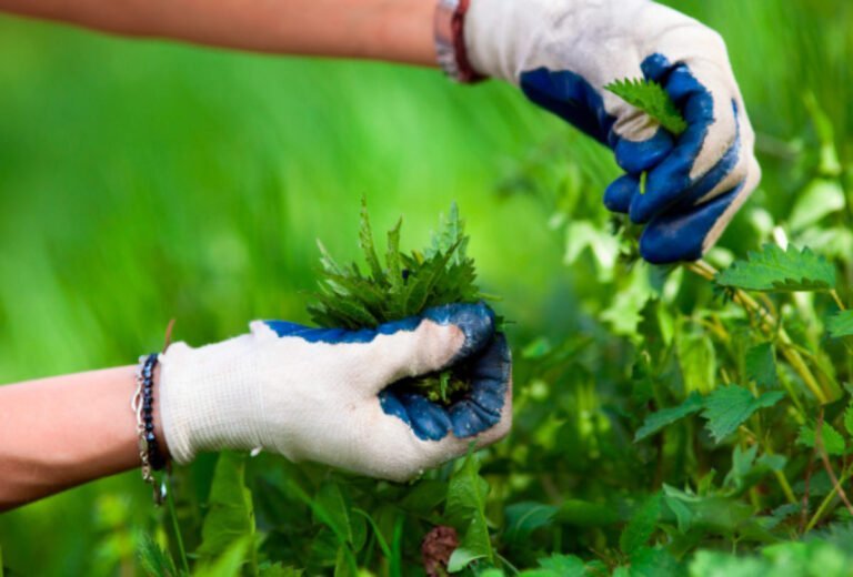 Cuando hay ortigas: Cómo eliminarlas de tu jardín de manera efectiva