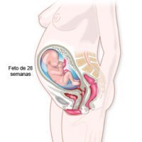 embarazo-semana-28