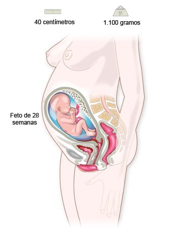 Cuánto pesa un bebé en la semana 28 de embarazo