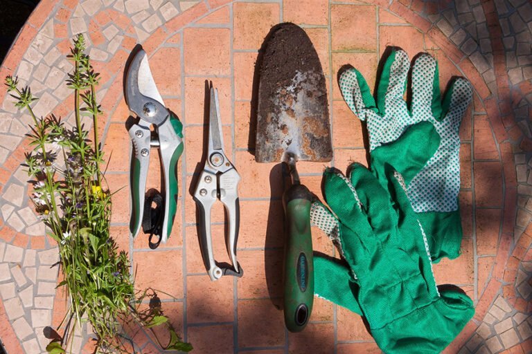 Cómo cuidar una planta mil rayas: Guía completa para jardineros
