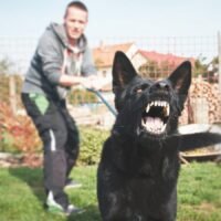 entrenamiento-positivo-para-prevenir-mordeduras-caninas