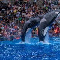 espectaculo-de-orcas-saltando-en-seaworld