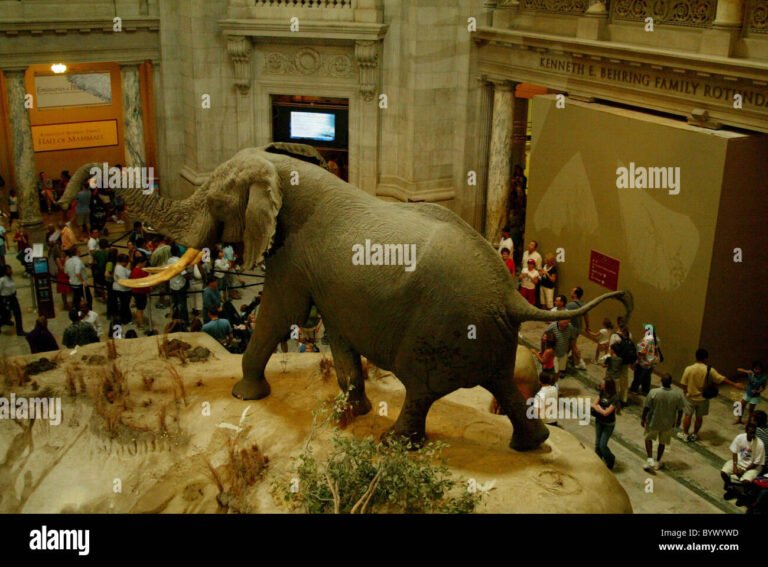 Cómo visitar el National Museum of Natural History en Washington