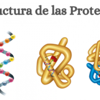 estructura-de-las-proteinas-e1601929385804