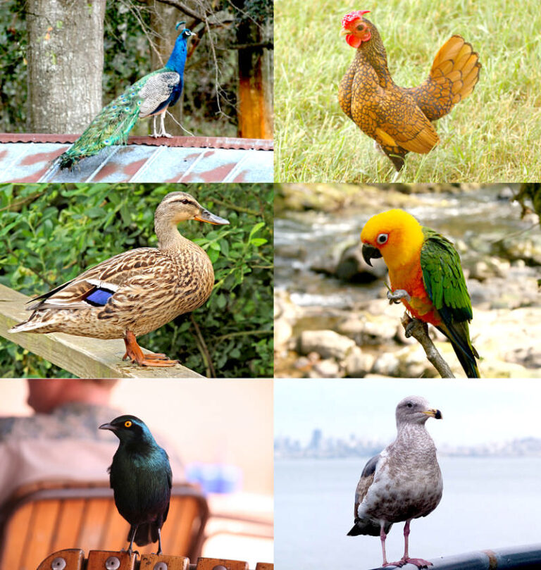 Qué significa SEO BirdLife: Importancia en la nutrición y vida saludable