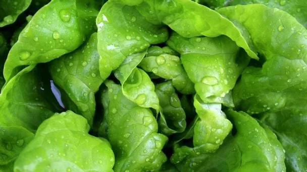 Qué diferencia hay entre la lechuga orejona y La Romana