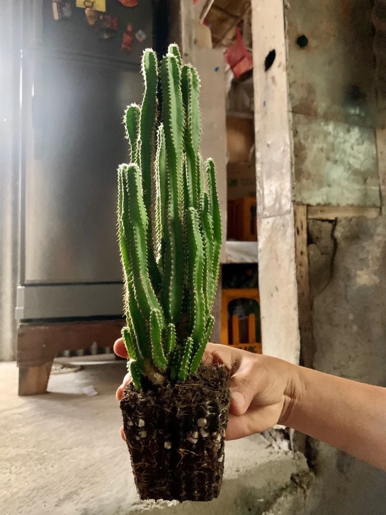 Cómo cuidar cactus castillo de hadas