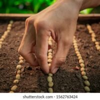 farmers-hand-planting-seeds-soil-260nw-1562763424