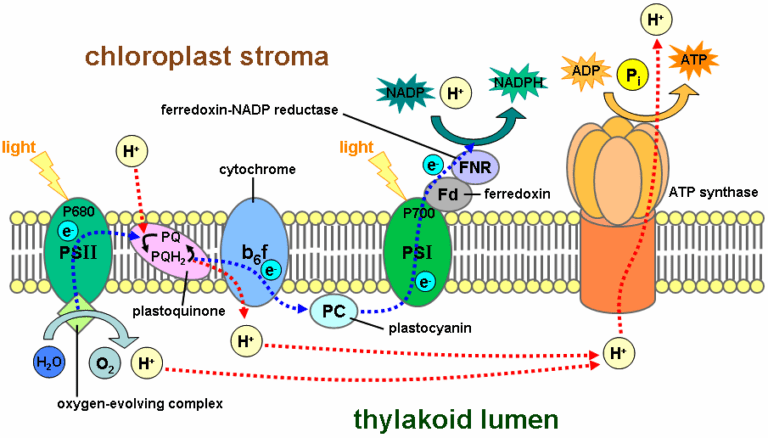 Cómo y dónde se lleva a cabo la fase luminosa de la fotosíntesis