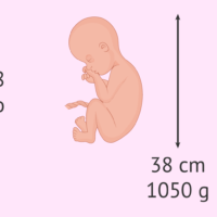 feto-semana-28-lechuga-romana