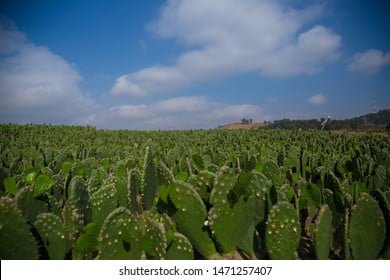 Cómo le llaman a los cactus en México