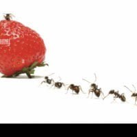 fila-de-hormigas-marchando-a-la-fresa-cweh0m