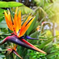 flor-ave-paraiso