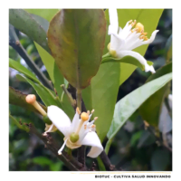 flor-de-limon-instagram-1024×1024