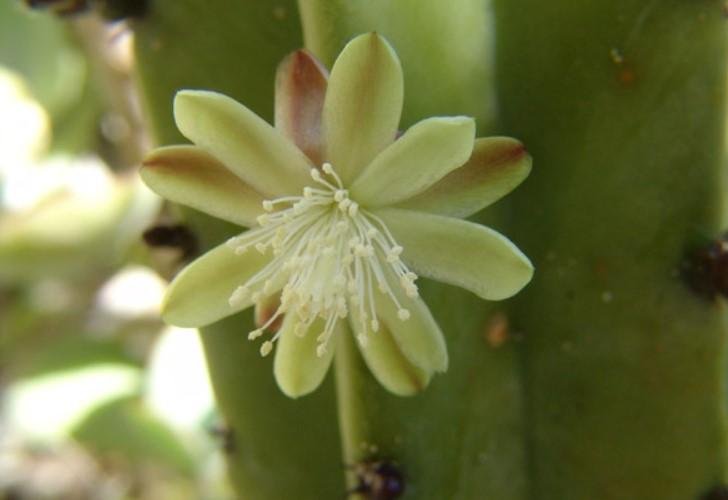 Quién dice mi flor de garambullo: Guía completa para su cuidado y cultivo