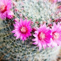 floracion-cactus