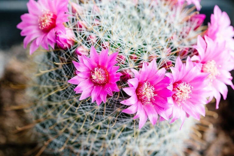 Cuándo le salen las flores a los cactus
