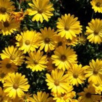 flores-amarillas