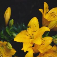 flores-amarillas-en-ano-nuevo