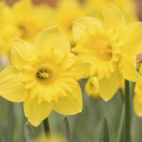 flores-amarillas-en-jardin-primaveral