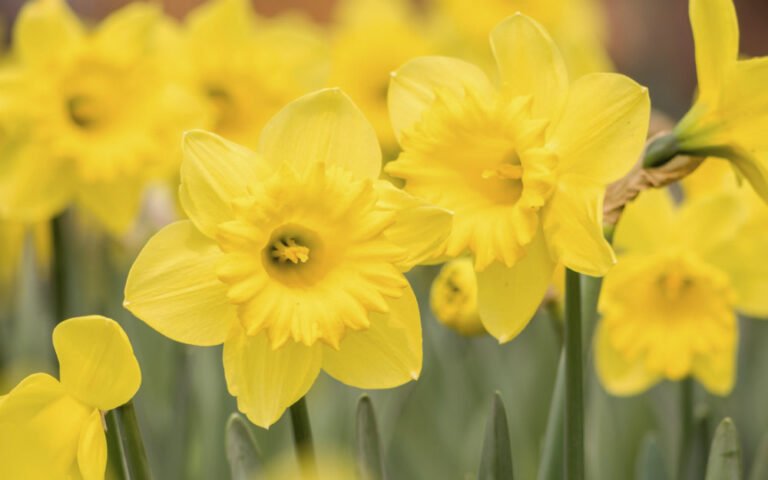 Qué son las flores amarillas y qué significan