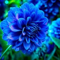 flores-azules