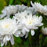 flores-blancas