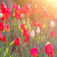 flores-hermosas-tulipanes-que-florecen-jardin-luz-sol_114937-31
