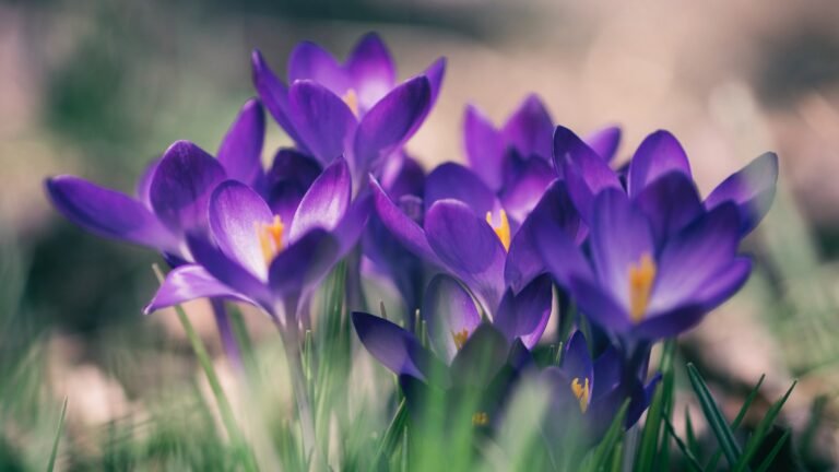Qué flor tiene color morado: Guía completa para amantes de la jardinería