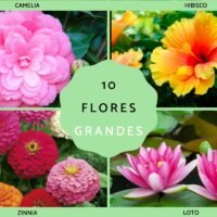 flores_grandes_4052_orig