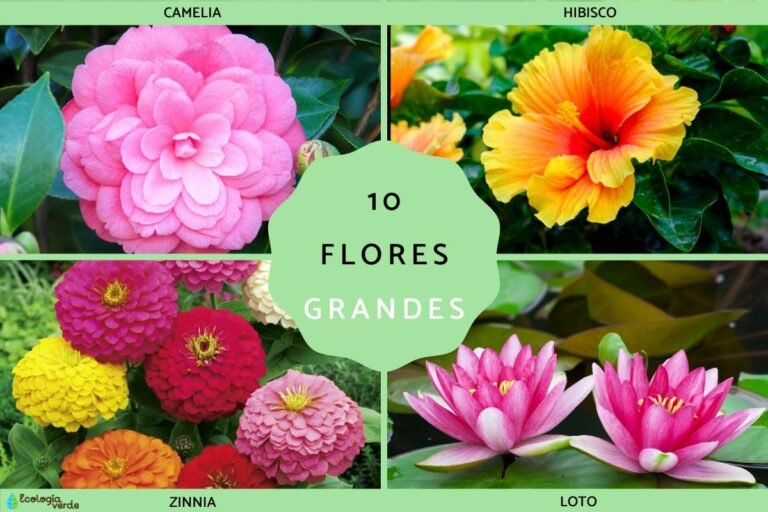 Cuántos pétalos tiene cada flor: Guía completa para jardineros