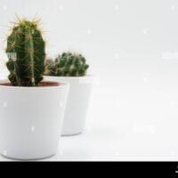 fondo-blanco-minimalista-de-cactus-pequenos-plantas-de-relajacion-espacio-relajante-y-tranquilo-relajese-background-tranquility-y-paz-arido-t9rh6w