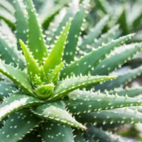 formas-reproducir-aloe-vera.jpg