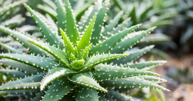 Cómo reproducir sábila o Aloe: Guía práctica para jardineros