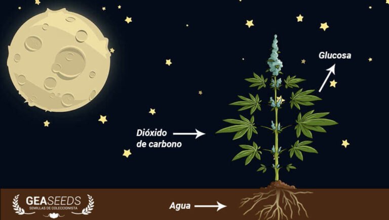 Qué plantas hacen fotosíntesis de noche