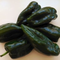 fresh-chile-poblano-peppers-71