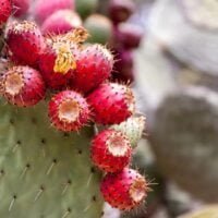 frutos-cactus